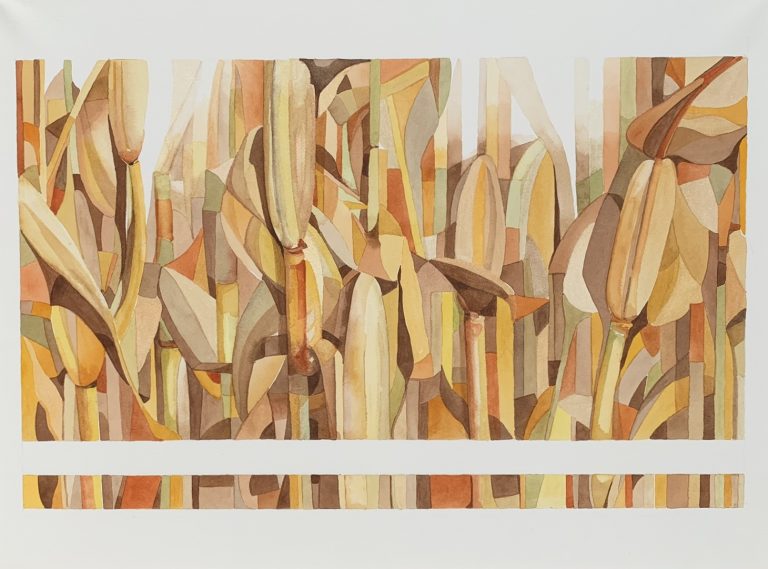 Corn Fall Colors 22" X30" Accepted at the February 2020 Pence gallery Water & Color National Juried Exhibition