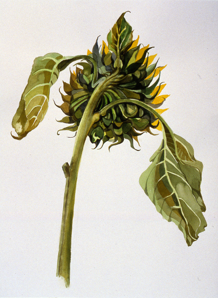 Sunflower 1 22"X30"